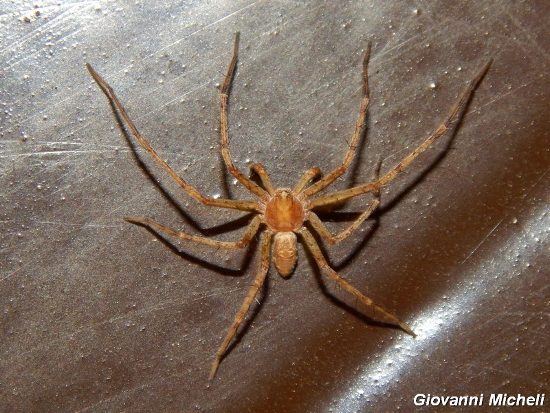 Philodromus sp. - Arluno (MI)